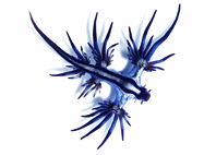 blue ocean slug