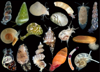 micro mollusks