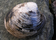 ming clam